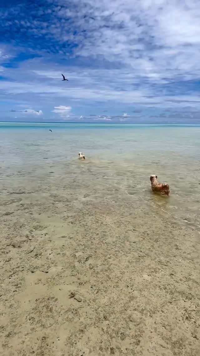 Nos gendarmes canins à l’affût des poissons 🐠🐠🐠🐠
Tout ce que je peux vous dire c’est qu’on est pas prêt de manger ce soir 😅😂🤣🤣 quelle vie de chien 😅
#bichon #tuamotu #fakarava #doglover #raimiti #jenpeuxplusdemoi