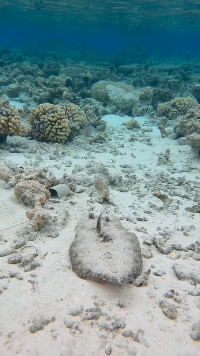 🩵#fakarava #tuamotu #raimiti #fish #snorkeling #frenchpolynesia #dance