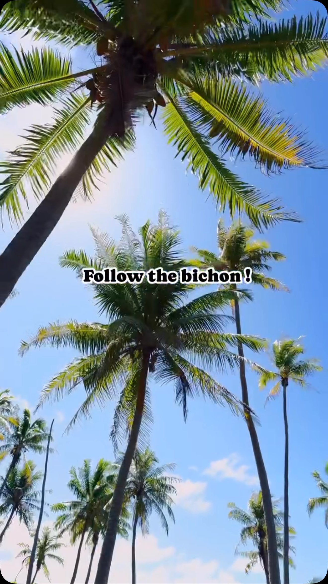 En route pour chercher le bateau et amener les clients à la playa 🐩☀️
#fakarava #tuamotu #bichon #love #raimiti #island #dogs