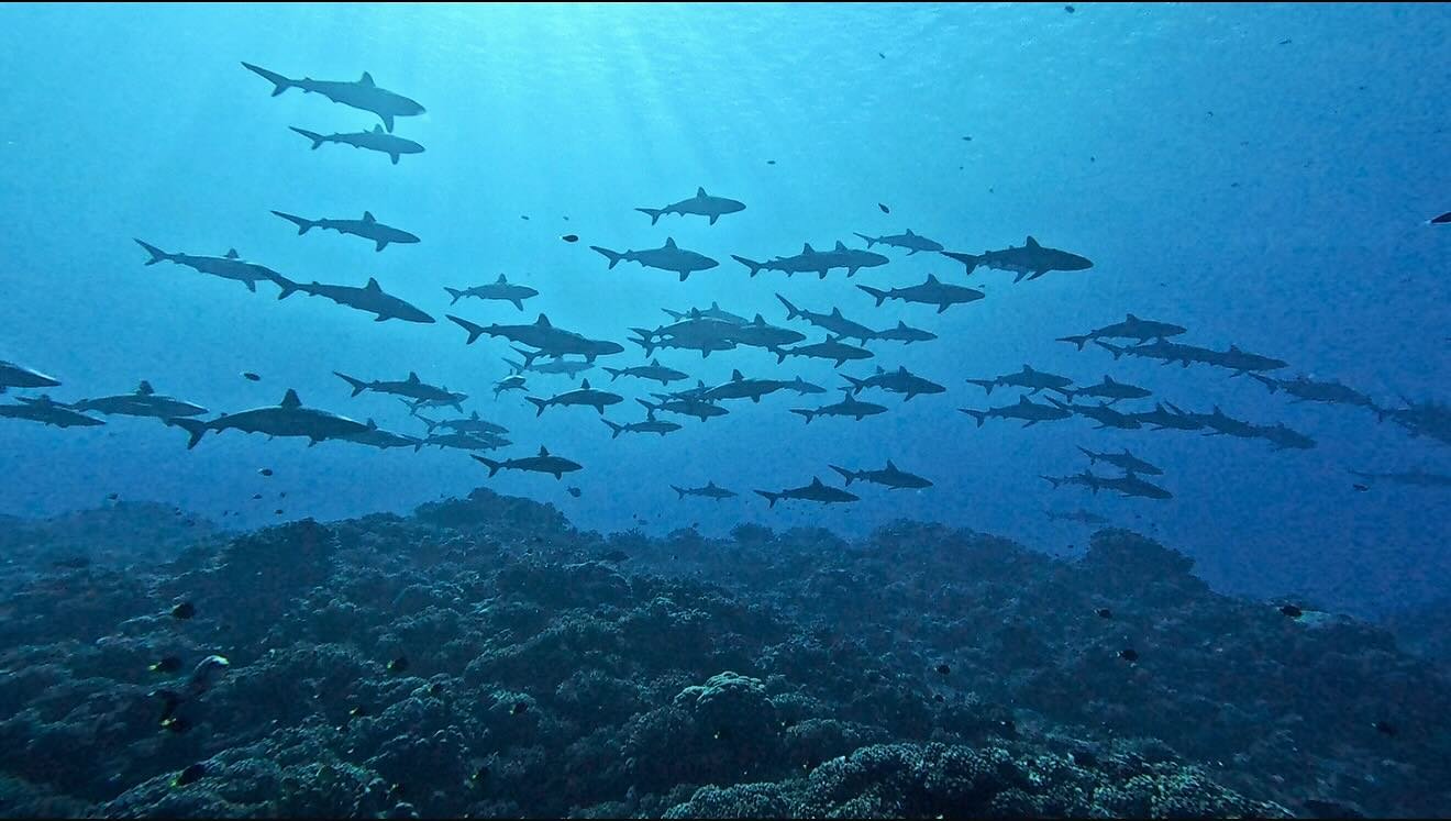 💙 have a beautifull week-end 💙
#sharks #diving #scubadiver #magic #underwater #raimiti #tuamotu #fakarava #frenchpolynesianislands