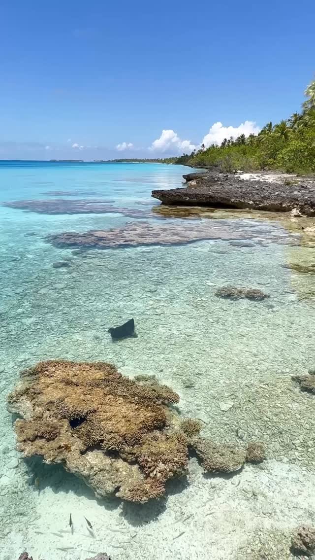 Quand tu finis de laver, shampouiner, rincer, sécher et brosser les bichons … que tu vas au bord de l’eau admirer les poissons et la raie léopard qui passent par là et que tu retrouves La team bichon à nouveau dans l’eau 🤪😓😅 j’en peux plus d’eux 
#fakarava #tuamotu #bichon #raimiti #eagleray