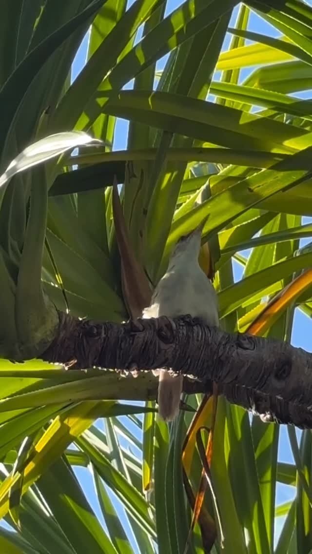 Le beau temps est de retour avec le chant du Kotiotio🎶🎵
La rousserole des Tuamotu est une espèce endémique qui très facilement observable sur le motu ❤️ 
#fakarava #tuamotu #raimiti #frenchpolynesia #bird #