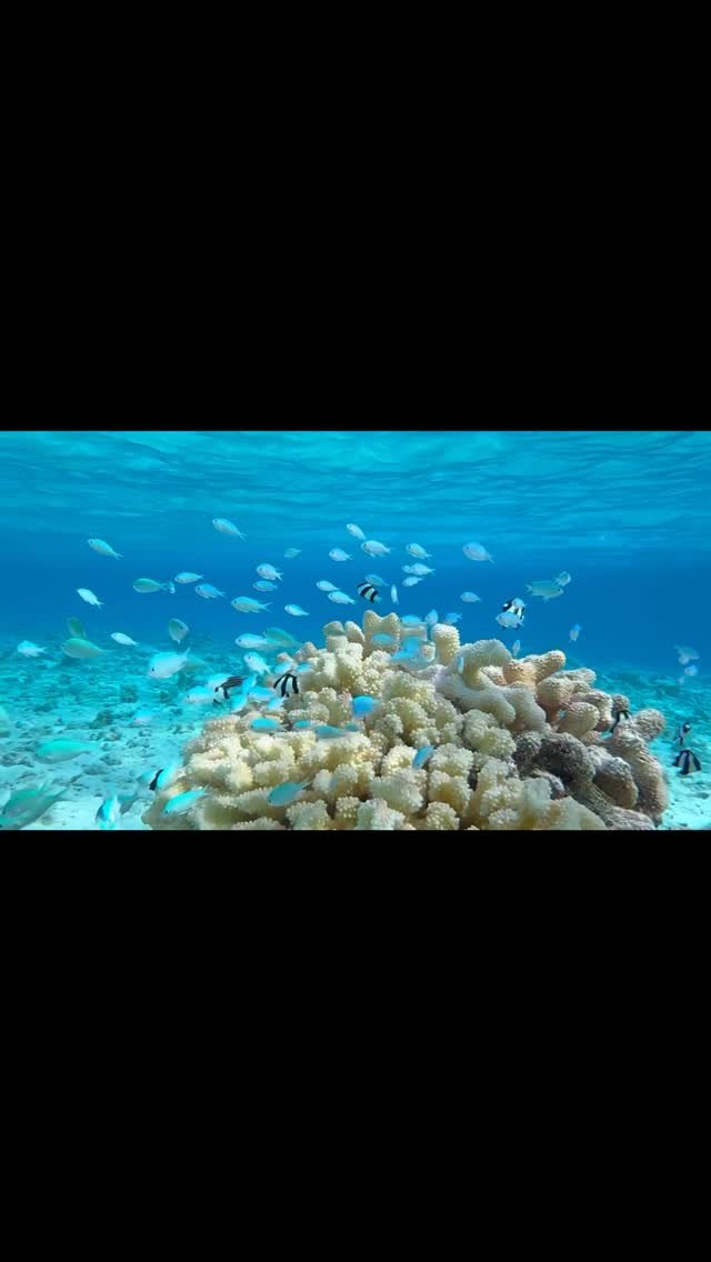 Fakarava Fashion Week 🐠🐟🐠🐟🐠🐟🐠🐟🐠
#fakarava #raimiti #snorkeling #madonna #vogue