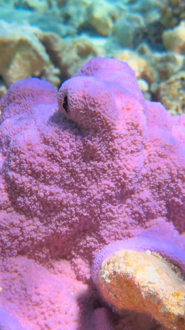 Snorkeling on the moon 🌙🩵 
#fakarava #raimiti #snorkeling #tuamotu #underwater