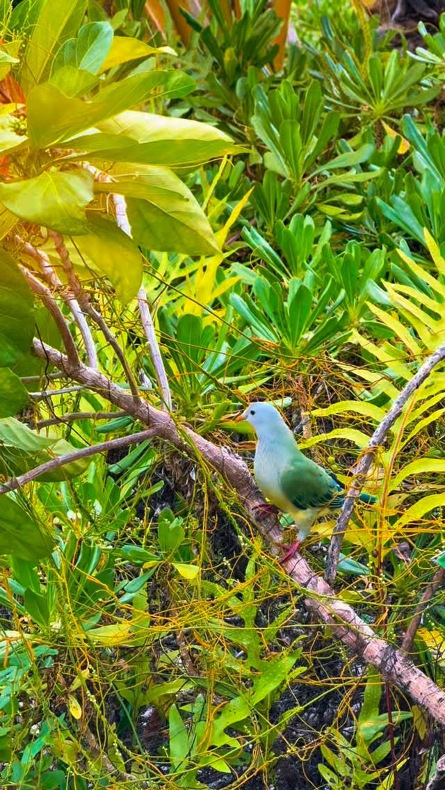 🌿 « Ia ora na ! Moi, c’est le ptilope des Tuamotu… oui oui, une star locale 😎

Endémique, ça veut dire que vous ne me trouverez nulle part ailleurs… sauf ici, chez moi !

Ce matin ? Petit déjeuner gastronomique : noni bien mûr tombé au sol… un vrai délice (bon, pas pour tout le monde 😅)

Si vous passez à Raimiti, ouvrez l’œil… je suis facile à trouver, surtout quand il y a à manger ! 😉 » 🌿
#bird #fakarava #tuamotu #raimiti #nature