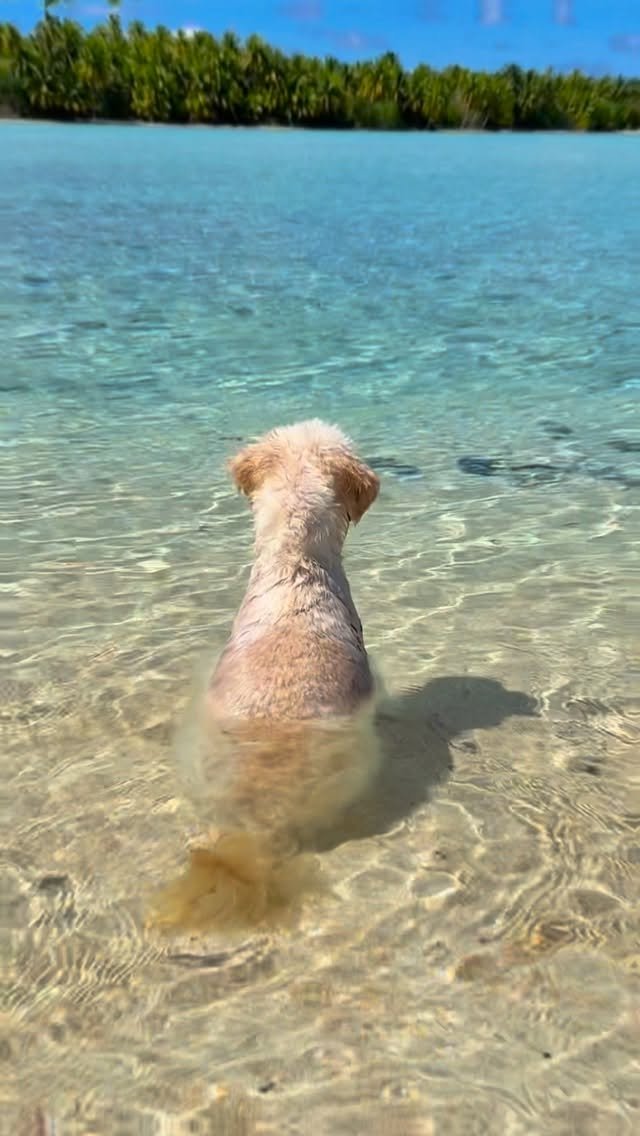 Objectif du jour : attraper un poisson 🐟
Résultat : 0 prise, 200 éclaboussures et un max de fun 😂
On confirme, ils ont clairement la belle vie 🏝️🐾

#Fakarava #Raimiti #Polynesie #Lagon #DogLife Bichon IslandLife VieDeRêve