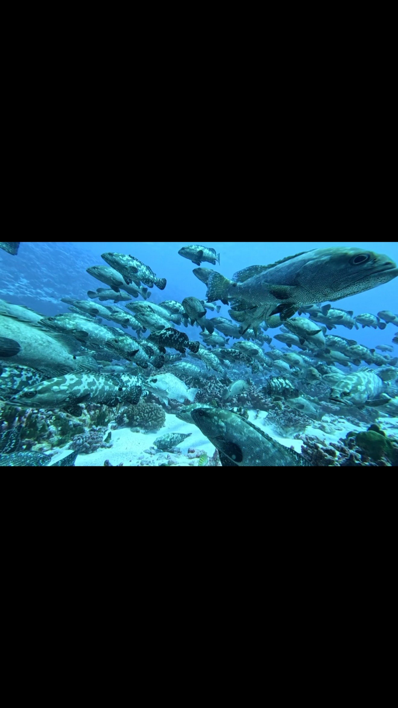 Quand Nathalie va plonger à Tumakohua ….. 😅😜😂😂
#grouperfish #fakarava #tuamotu #raimiti #fish