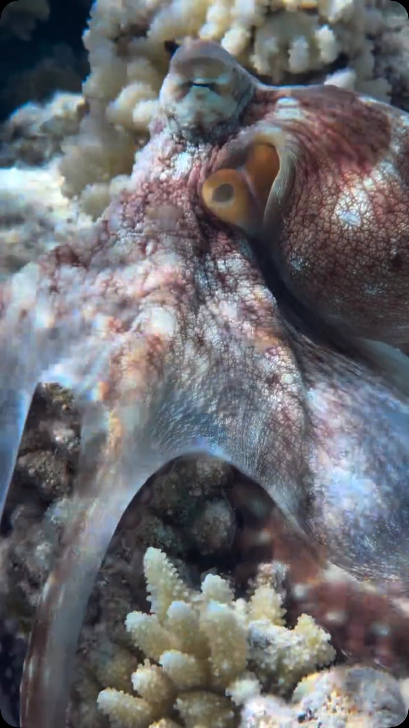 Dance with Poulpito 🐙
#mozart #octopuss #fakarava #tuamotu #frenchpolynesia #raimiti #snorkeling #fish #magic #underwater #lodge