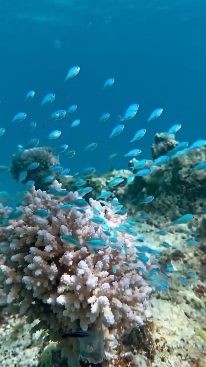 This is a magic word we are living 💙💙💙 #Fakarava #tuamotu #raimiti #frenchpolynesia #fish #sharks #snorkeling #paradisia #paradise #fenua