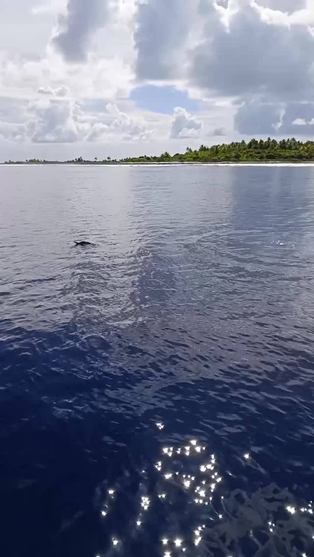 Danse avec les dauphins 🩵 
Cadeau du jour 🐬🙏😍
#dolphin #ocean #gift #fakarava #tuamotu #raimiti #magic