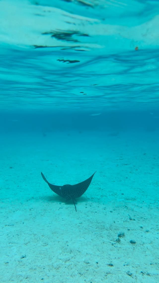 Superbe snorkeling sous la pluie avec de superbes rencontres 🐠🐠🐠🐠🐠🐠🐠 #fakarava #raimiti #fish #taylorswift #magic