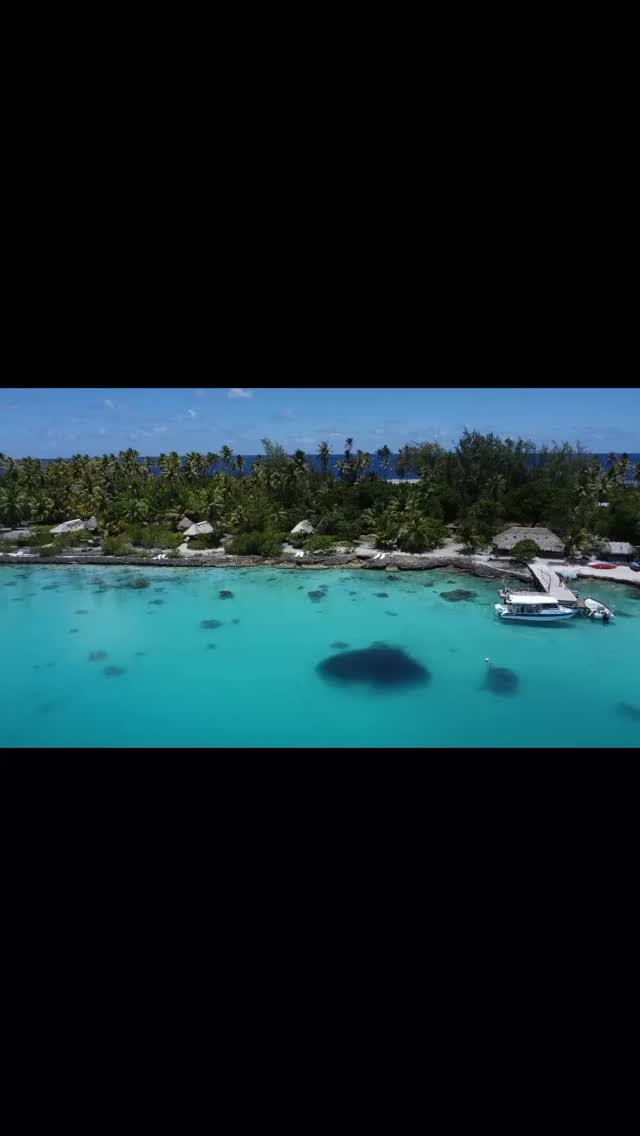 Kakano party à Raimiti 🐠🐠🐠🐠🐠🐠🐠🐠🐠 
Sardines VS Raies pastenagues / requins pointes noires / requin gris / requin bordés / barracuda / tarefa et barracuda 🤩
#fakarava #raimiti #tuamotu #fish #magic