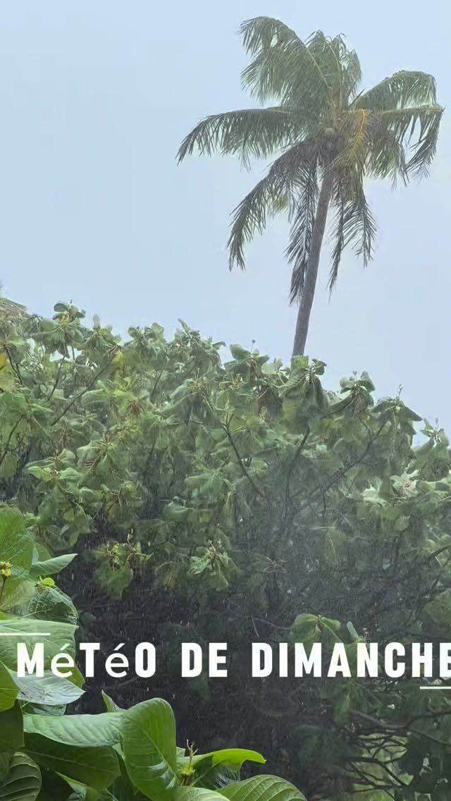 Week-end humide sur la Polynésie 🌧️🌴

Pluie non-stop, vent en roue libre, réseau disparu…
mais les crêpes étaient bonnes 🤫😉
#fakarava  #raimiti #rain #tuamotu #frenchpolynesia