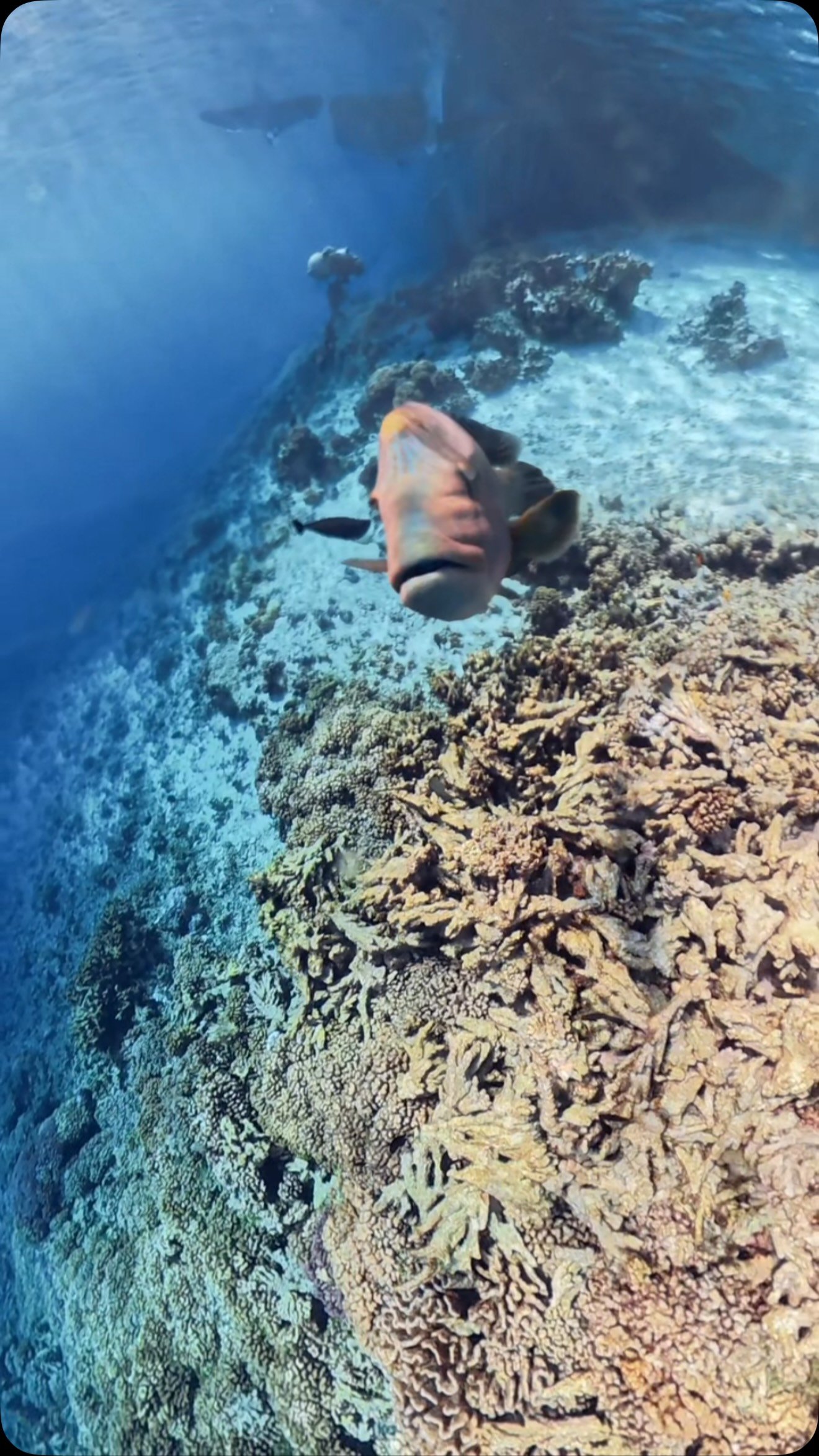 Hier on a vécu un snorkeling comme encore jamais vécu…

En arrivant à la passe sud, un bateau avait laissé sa musique résonner sur le lagon. Et pas n’importe laquelle : une playlist 100 % années 80 ! 🕺🪩🥳

Voici donc un condensé en vidéo de notre immersion

Merci au DJ pour cette bande son pour le moins singulière 😎😉🎶

#voyage #disco #snorkeling #fakarava #raimiti